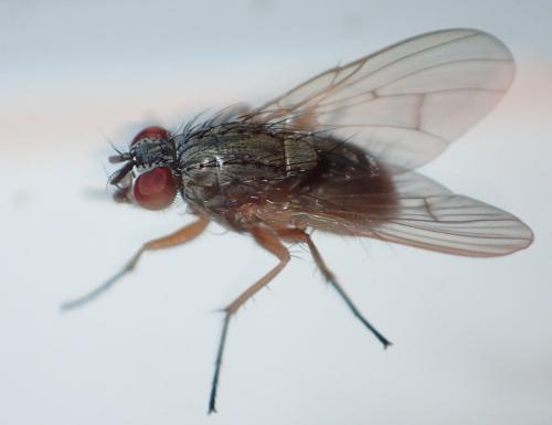 Helina sp.